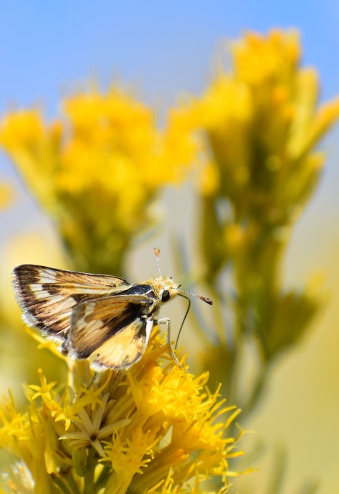 A small skipper sits atop yellow flowers