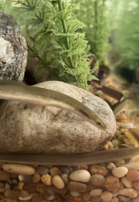 three American eels swimming at the corner of an Aquatic tank by rocks and plants