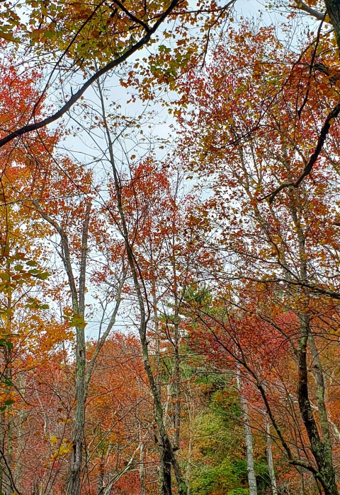 A view into the woods of trees with vibrant red and orange leaves