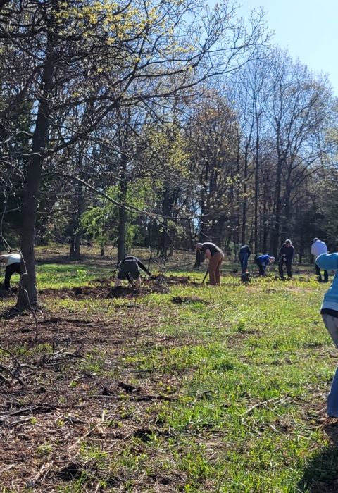 volunteers plant native shrubs