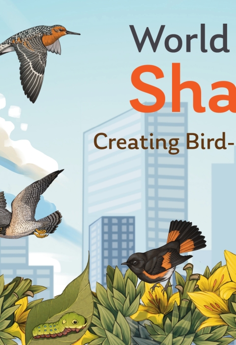 Artwork for World Migratory Bird Day showing a city in the background with eight different birds in the foreground