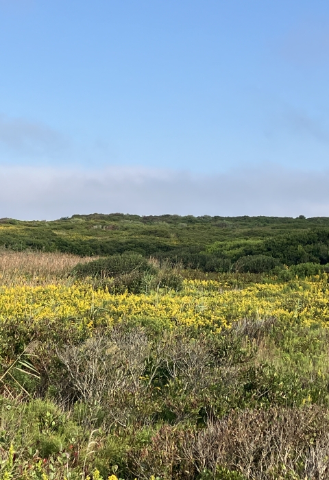 A landscape covered with scrubby coastal vegetation 