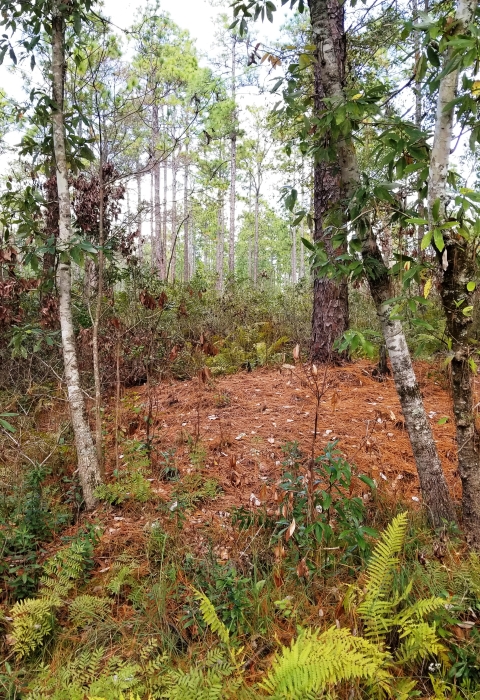 a wet, forested hill with ferns and lush foliage