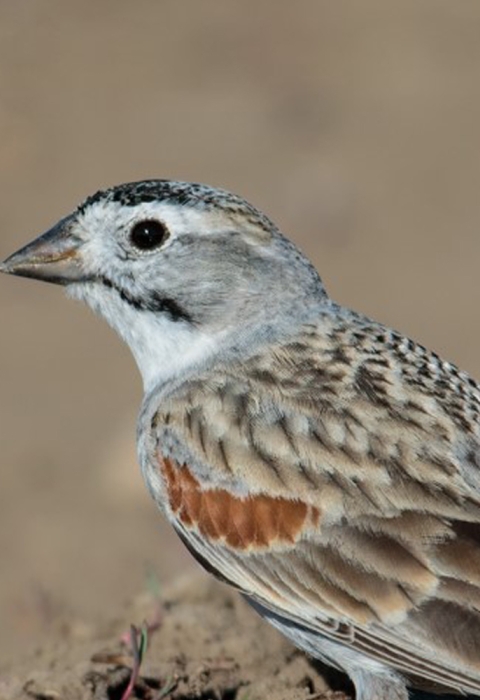 A postcard-style banner; a Thick-billed longspur bird perches on the ground. Text reads Greetings from the Thick-billed longspur