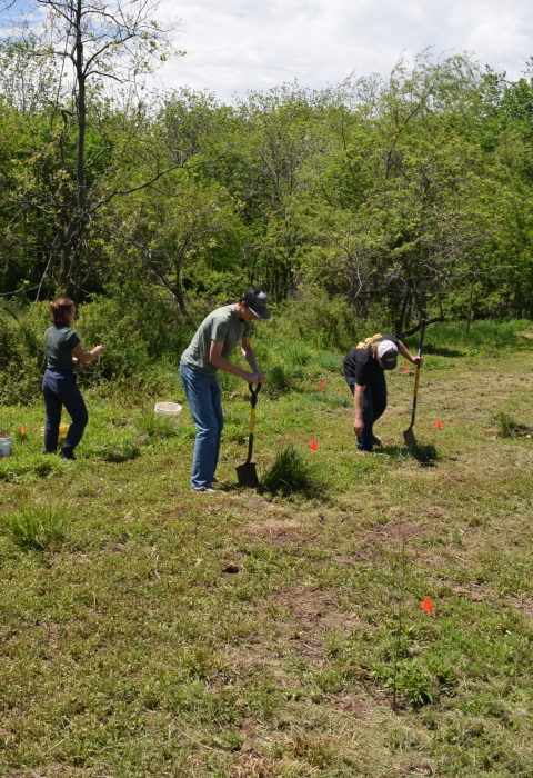 Students planting trees