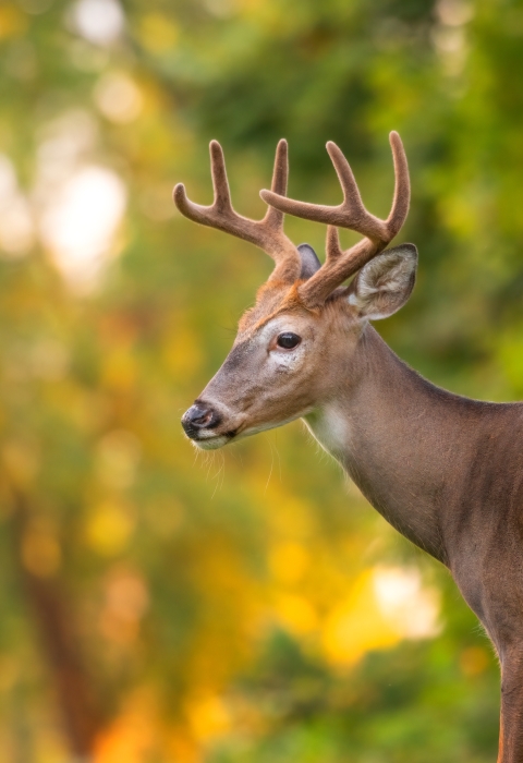 Adult white-tailed buck with velvet-covered antlers and green foliage in the background