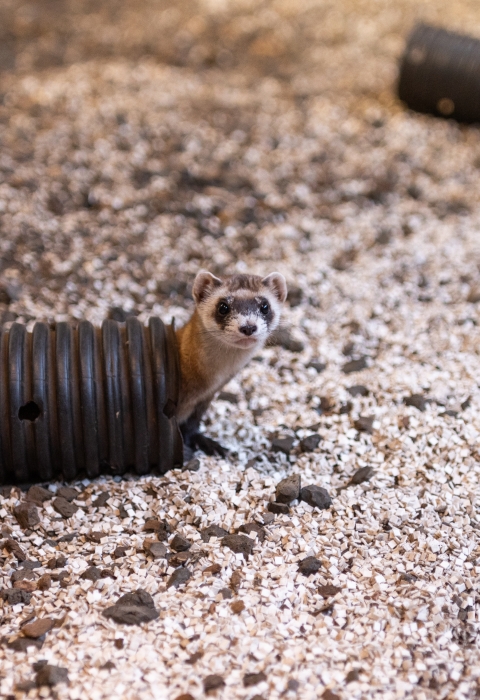 a black-footed ferret pokes its head out from a black plastic tube