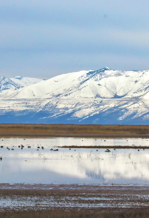 Vast flooded mudflat with a wide snow-capped mountain range visible in the distance.