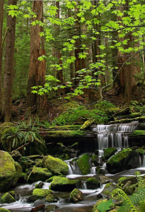 Wilderness