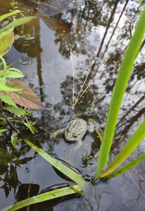 dusky gopher frog in a pond with some nearby green vegetation.
