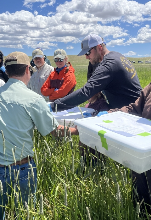 biologists standing in a field of grass holding plastic tote containers with Wyoming toads inside