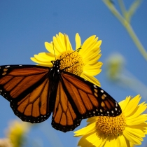 A monarch butterfly on a yellow flower