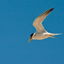 California least tern flying. A plain, dark blue sky in the background.