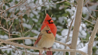 A pair of northern cardinals on a snowy branch.