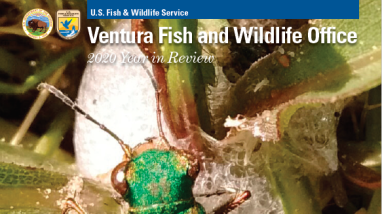 Magazine with bright green beetle on cover