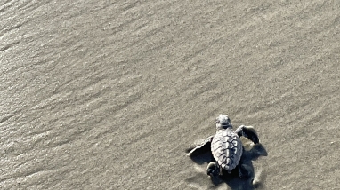 Loggerhead hatchling and its tracks in the beach sand are shown as the hatchling heads to the ocean.r is 