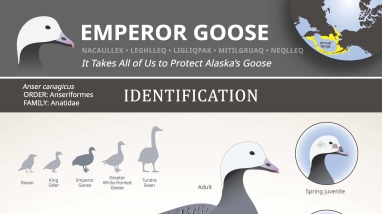Graphic depicting emperor goose in different stage of its life cycle.