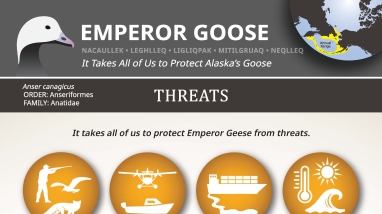 Graphic depicting threats to emperor geese during their life cycle.