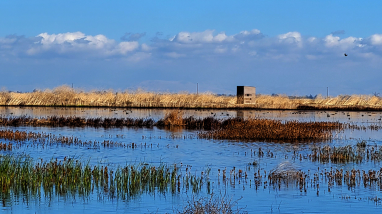 A wildlife observation blind can be seen in the middle of the marsh surrounded by marsh plants and areas of open water. 
