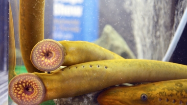 Adult sea lamprey (Petromyzon marinus)