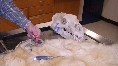 A tagged polar bear hide and tagged polar bear skull on a metal table
