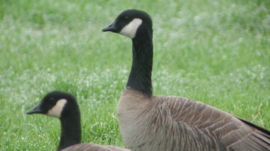Two Canada geese looking to the left. 