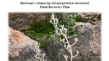 Bartram’s stonecrop (Graptopetalum bartramii) Final Recovery Plan screenshot shows Bartram’s stonecrop (Graptopetalum bartramii) with two inflorescences.