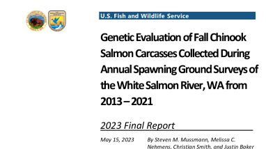 Genetic Evaluation of Fall Chinook Salmon Carcasses Collected During Annual Spawning Ground Surveys of the White Salmon River, WA from 2013–2021