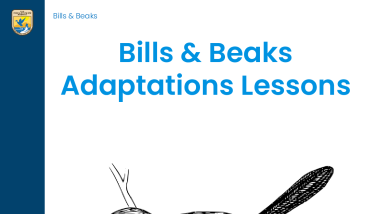Bills & Beaks Trunk Lesson Plan