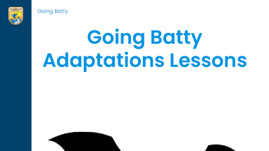 Going Batty Lesson Plan