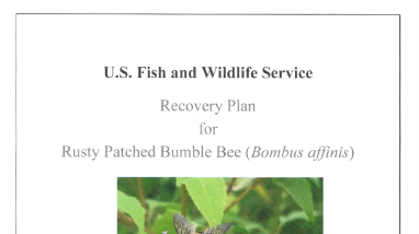 Recovery Plan for Rusty Patched Bumble Bee