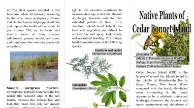 Native Plants of Cedar Bonnet Island