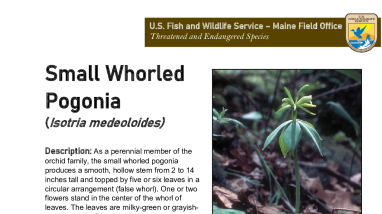 Maine Field Office Small Whorled Pogonia Fact Sheet