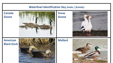 Waterfowl_ID_Key.pdf