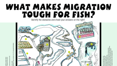 Fish Need to Move! What makes migration tough poster - 11x17