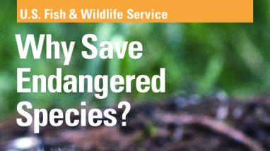 Why Save Endangered Species?