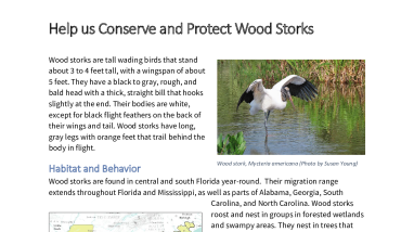 Wood Stork Everglades Fact Sheet