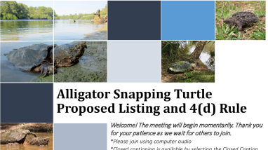 Alligator Snapping Turtle Proposed Listing and 4(d) Rule Virtual Meeting Presentation
