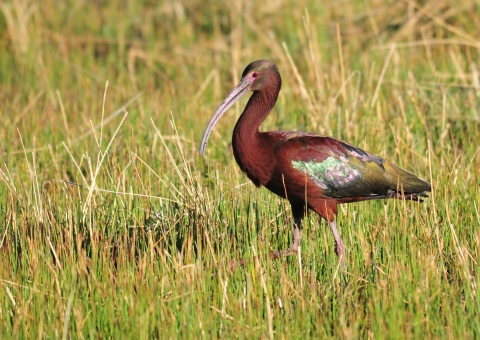 glossy maroon with metallic wading with pink facial skin highlighted by a narrow band of white. Bird has a strongly curved bill.