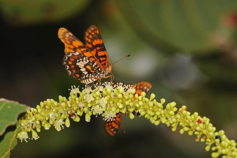 Butterfly with orange, brown, and white wings perched perched on a flower head gathering nectar with another butterfly on the backside of the flower head. 