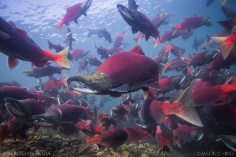 Bright reddish-pink salmon