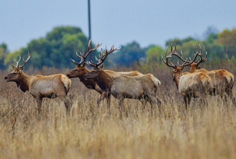 A herd of antlered mammals called Tule elk at San Luis National Wildlife Refuge in California.