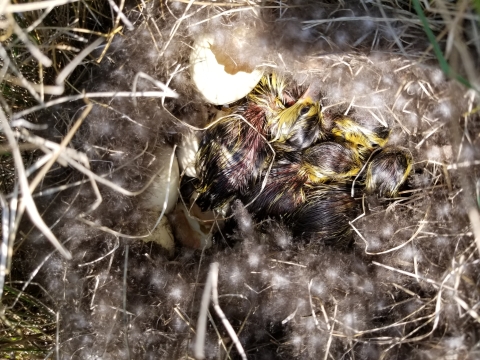 Blue-winged Teal Nest