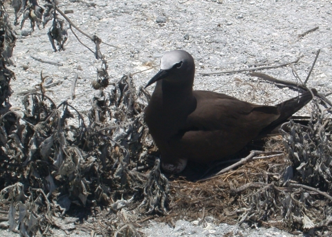 A brown noddy sits on a nest on the ground. Sand and dirt surround it.