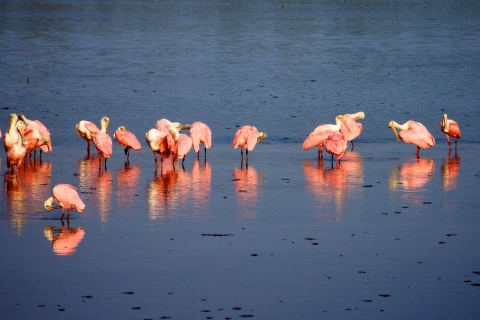 Several wading roseate spoonbills
