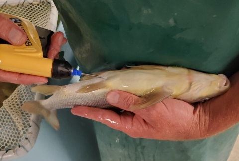Tagging a razorback sucker