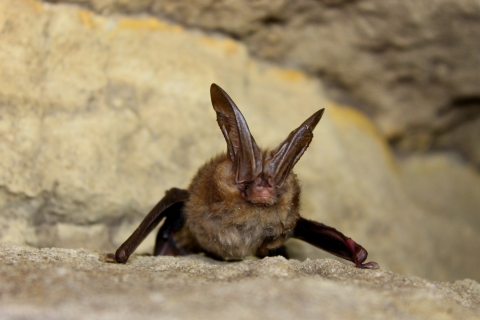 A small brown bat with large ears sits on a rock