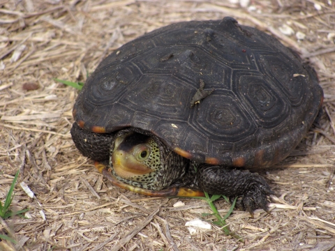 Small diamondback terrapin turtle, a turtle of east coast estuaries