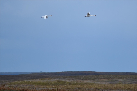 two swans flying over tundra