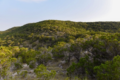 Ashe juniper trees cover the hillside